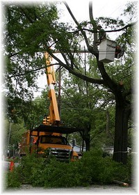 tree removal truck