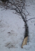 broken tree branch