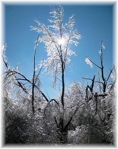 ice damaged tree